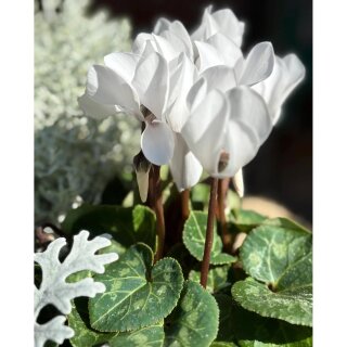 Herbstveilchen Weiß im Topf ~ Midi, knospig/blühend ~ zauberhafte Herbstblüte für Kübel & Zuhause
