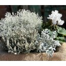 Herbstveilchen  im Topf in weiß -knospig/blühend -Midi- Herbstveilchen die dekorative Herbstblüte ..für Kübelbepflanzung oder Zimmerpflanze