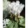 Alpenveilchen im Topf in weiß -knospig/blühend -Midi- – Cyclamen die dekorative Herbstblüte ..für die Kübelbepflanzung oder als Zimmerpflanze #1