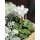 Alpenveilchen im Topf in weiß -knospig/blühend -Midi- – Cyclamen die dekorative Herbstblüte ..für die Kübelbepflanzung oder als Zimmerpflanze #1
