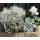 Herbstveilchen  im Topf in weiß -knospig/blühend -Midi- Herbstveilchen die dekorative Herbstblüte ..für Kübelbepflanzung oder Zimmerpflanze