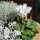 Herbstveilchen Weiß im Topf ~ Midi, knospig/blühend ~ zauberhafte Herbstblüte für Kübel & Zuhause