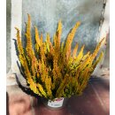 Heide - Knospenheide Calluna vulgaris Sunset Girl  -R-...