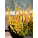 Heide - Knospenheide Calluna vulgaris Sunset Girl  -R-...
