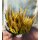 Heide - Knospenheide Calluna vulgaris Sunset Girl  -R- Zoe – herbstlicher Farbenzauber für Kübel & Garten -Dekoqualität