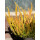 Heide - Knospenheide Calluna vulgaris Sunset Girl  -R- Zoe – herbstlicher Farbenzauber für Kübel & Garten -Dekoqualität