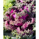 Zierkohl Rüschkopf - violett  ......