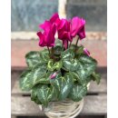 Herbstveilchen im Topf in Magenta -knospig/blühend -Midi- Herbstveilchen die dekorative Herbstblüte ..für Kübelbepflanzung oder Zimmerpflanze
