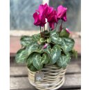 Herbstveilchen im Topf in Magenta -knospig/blühend -Midi- Herbstveilchen die dekorative Herbstblüte ..für Kübelbepflanzung oder Zimmerpflanze