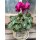 Herbstveilchen im Topf in Magenta -knospig/blühend -Midi- Herbstveilchen die dekorative Herbstblüte ..für Kübelbepflanzung oder Zimmerpflanze