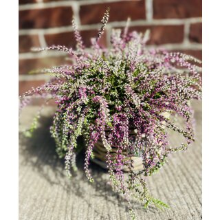 Heidezwerg lila im großen Topf - jetzt knospig/blühend~ Calluna ~winterharte exklusive Herbstdeko