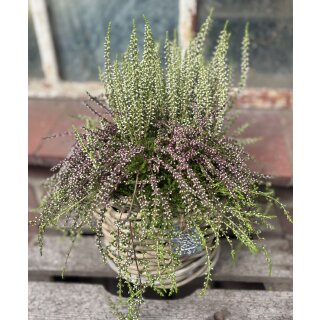 Heidezwerg lila kombiniert mit  weißer Calluna im großen Topf - jetzt knospig/blühend~ Calluna ~winterharte exklusive Herbstdeko