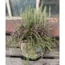 Heidezwerg lila kombiniert mit  weißer Calluna im...