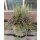 Heidezwerg lila kombiniert mit  weißer Calluna im großen Topf - jetzt knospig/blühend~ Calluna ~winterharte exklusive Herbstdeko