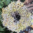 Trendiger Herbstkranz - Dattel- Mooskranz ..zauberhafte Naturdeko für Tisch und Tür ca 27cm