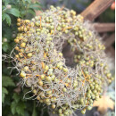 Trendiger Herbstkranz - Dattel- Mooskranz ..zauberhafte Naturdeko für Tisch und Tür ca 27cm
