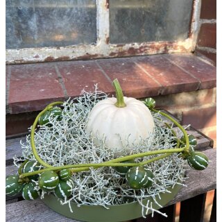 Herbstliches Dekoset- Diplocyclos Palmatus/Baby Boo und Stacheldraht ..herbstliche Naturdeko