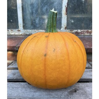 Kürbisse Kürbis Halloween Medi~ Herbstdeko ~beliebter Herbstzauber