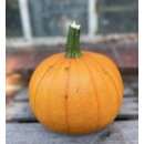Kürbisse Kürbis Halloween Medi~ Herbstdeko...