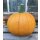 Kürbisse Kürbis Halloween Medi~ Herbstdeko ~beliebter Herbstzauber