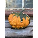 Zierkürbis - Hoargarth~ Herbstdeko ~beliebter...