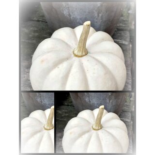 10er Set Baby Boo Kürbis - frisch geerntet – Der zauberhafte weiße Kürbisse für deine Herbstdeko..Lieblingskürbis #1