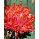 3 Stiele Deko-Chrysanthemen Fireball - frische Schnittblume mit sehr langer Haltbarkeit