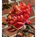 3 Stiele Deko-Chrysanthemen Fireball - frische Schnittblume mit sehr langer Haltbarkeit