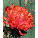 3 Stiele Deko-Chrysanthemen Fireball - frische Schnittblume mit sehr langer Haltbarkeit