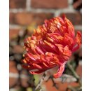 3 Stiele Deko-Chrysanthemen Fireball - frische Schnittblume mit sehr langer Haltbarkeit