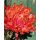 3 Stiele Deko-Chrysanthemen Fireball - frische Schnittblume mit sehr langer Haltbarkeit