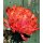 3 Stiele Deko-Chrysanthemen Fireball - frische Schnittblume mit sehr langer Haltbarkeit