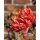 3 Stiele Deko-Chrysanthemen Fireball - frische Schnittblume mit sehr langer Haltbarkeit