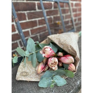 Amaryllis zweifarbige attraktiv- 2 Stück-  ..tolle Farbe mit großer Blüte, mindestens 4 Blütenknospen mit Eucalyptus und Thymian