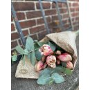 Amaryllis zweifarbige attraktiv- 2 Stück-  ..tolle Farbe mit großer Blüte, mindestens 4 Blütenknospen mit Eucalyptus und Thymian