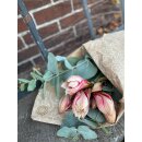 Amaryllis zweifarbige attraktiv- 2 Stück-  ..tolle Farbe mit großer Blüte, mindestens 4 Blütenknospen mit Eucalyptus und Thymian
