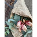 Amaryllis zweifarbige attraktiv- 2 Stück-  ..tolle Farbe mit großer Blüte, mindestens 4 Blütenknospen mit Eucalyptus und Thymian