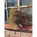 Euphorbia spinosa - 30-50cm 1 dickes Bund 300g -...