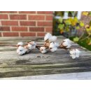 Echter Cotton Baumwollzweig getrocknet mit mind. 8 dicken getrockneten Kugel pro Stiel- Trockenblumen- 100% Naturdeko