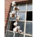 3 Stück Echte Cotton- Baumwollzweige getrocknet mit...