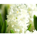 3 Stück Hyazinthe weiß im Topf ~vorgetrieben - Skandinavische Weihnacht~Blütenduft in zarten Tönen