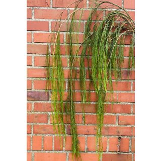 Dekogrün  im schönen Handbund ~ frisches Koniferngrün Greenfall ..