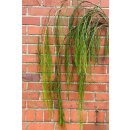 Dekogrün  im schönen Handbund ~ frisches...