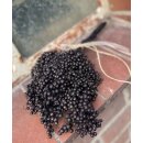 Schwarzer Deko Pfeffer -Modern und Trendig in der Farbe-...