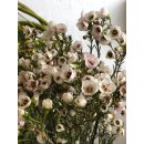 Bund Wachsflower creme/weiß -schwere Qualität-...