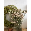 Bund Wachsflower creme/weiß -schwere Qualität-...