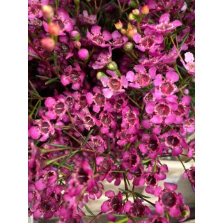 Bund Wachsflower purpur -schwere Qualität ~ zarte Blüten für natürliche Deko, Vase & Floristik ~ langlebige Schnittblume