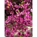 Bund Wachsflower purpur -schwere Qualität ~ zarte...