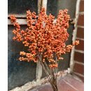 Ilex, Winterberry- Zweige orange ~ kurz ca 40cm~...