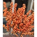 Ilex, Winterberry- Zweige orange ~ kurz ca 40cm~...